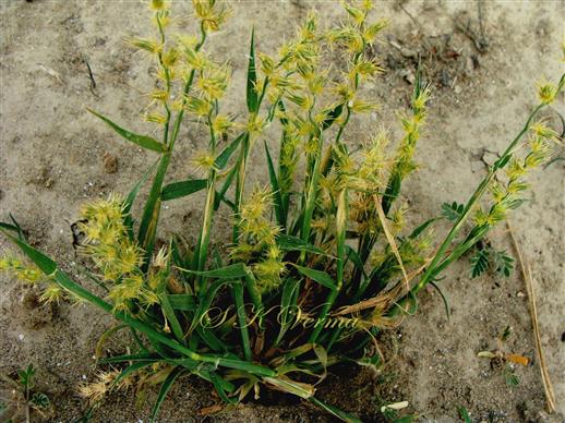 Plant